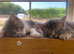 3 beautiful Maine coon mix kittens