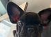 3 stunning MERLE french bulldogs !
