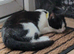 Beautiful cats