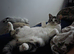 2 beautiful loving cats