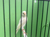 Canary's