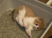 2 ginger and white kittens (last 2)