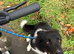 1 and a half year old Border Collie