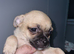 Puppys chugs for sale