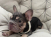 French Bulldog Big Rope Puppies