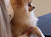 Toy Pomeranian 11months boy