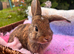 4 beautiful French lop x mini lop