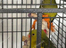 Rock pebbler male and female
