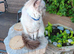 Ragdoll male for sale.