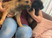 Border Terrier X Miniature Poodle puppies
