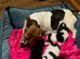 Tiny jack Russell