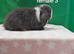 Stunning purebred mini lop rabbits