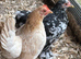 Bantam hens