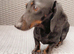 Mini Dachshund Black and Tan adult boy