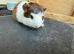 Baby guinea pigs