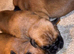 Natural bobtail Boxer puppies