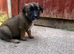 Mali x