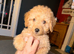Ready to collect miniature multigenerational Labradoodle Puppies for Sale