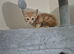 Gorgeous ginger male kittens