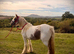 Gorgeous 14.2 Cob Mare