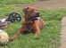 Staffy cross rottie