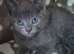 Beautiful kittens