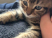 Mainecoon x bengal kittens