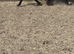 A very smart hunter type / trecking horse