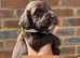 6 beautiful sprocker