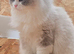 Two Beautiful TICA Ragdoll Girls - Mother & Daughter