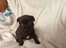 Staffordshire bull terrier pups