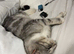 Grey tabby cat rehoming