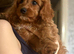 READY NOW, £1100 ono, Super cute Cavapoochon’s