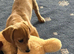 Dachshund x