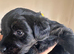 Cockapoo Mix