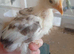 Bantam chicks