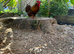 Pekin bantam cockerel