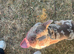 Pocket bully male