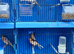 Coloured canaries