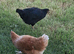 Hybrid chickens POL &times; 2