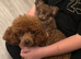 3year old health tested kc reg female toy poodle