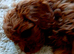 Beautiful Ruby Red & White Cavapoo Puppies