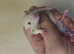 Male baby Dumbo Rats ready 30th oct