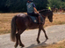 Beautiful grey roan Irish cob
