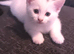 2 beautiful male white kittens