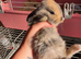 Baby French lops