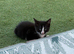 I have 5 beautiful kitten READY TO LEAVE