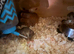 Micro squirrels