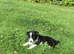 ****Beautiful Border Collie Puppies ****