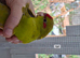 Kakarikis for sale